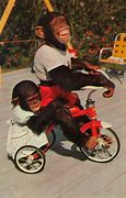 Image result for Chimp Tricycle