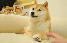 Image result for Loimu Doge