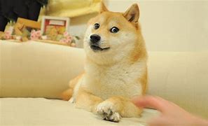 Image result for Flat Doge