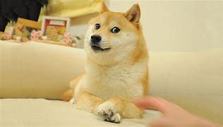 Image result for Renagade Doge