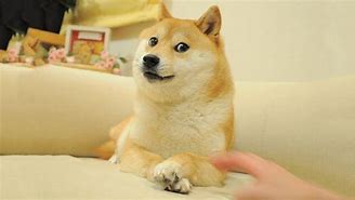 Image result for Captain Doge