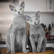 Image result for Russian Blue Cat German Shepherd