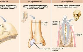 Image result for Fibrous Joint