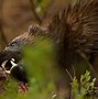 Image result for Wolverine Badger