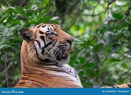 Image result for Sabertooth Tiger Side Profile