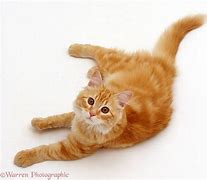 Image result for Red-Eyed Cat