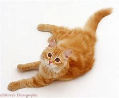 Image result for Red Ginger Cat