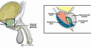 Image result for Prostate Gland Structure