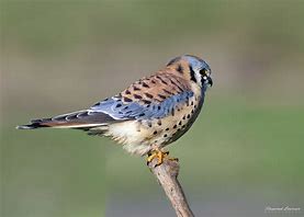 Image result for American Kestrel Eyeline