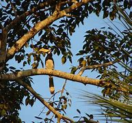 Image result for Malabar Pied Hornbill