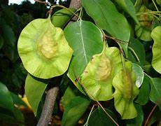 Image result for pterocarpus indicus