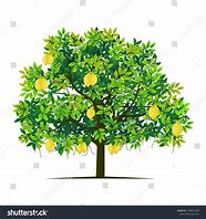 Image result for Bush Lemon Tree