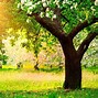 Image result for Cool Tree Wallpapers