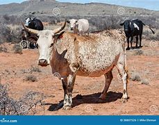 Image result for Nguni Cattle Skins