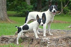 Image result for Miniature Rat Terrier