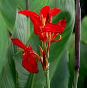 Image result for Red Leaf Canna Lily