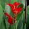 Image result for Red Leaf Canna Lily