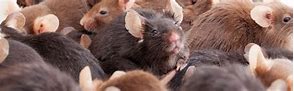 Image result for Rodent Control