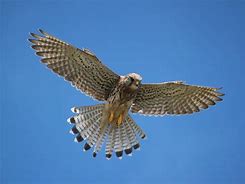 Image result for Kestrel Hovering