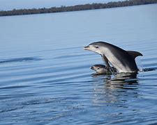 Image result for Marine Mammal Science