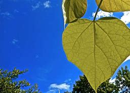 Image result for Greenheart Tree Leaf