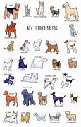 Image result for AKC Terrier Breeds