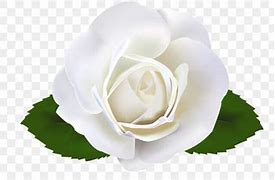 Image result for Black Rose No Background