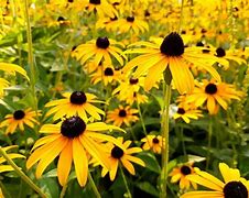 Image result for Shrub with Yellow Flowers Alberta