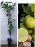 Image result for Key Lime Tree Thorns