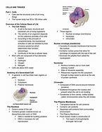 Image result for Cells in Anatomy