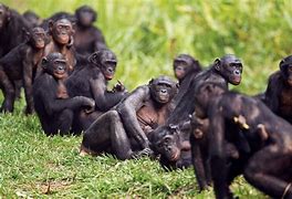 Image result for Ape Species List