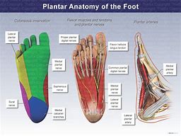 Image result for Foot Anatomy Plantar Arch