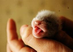 Image result for Baby Furret