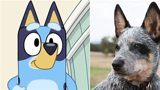 Image result for Bluey Black Dog