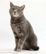 Image result for Male Tabby Cat