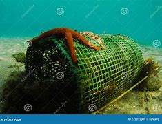 Image result for Abandoned Fishing Nets