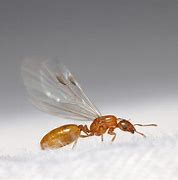 Image result for Male Flying Ants