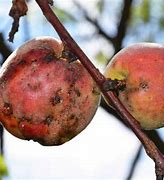 Image result for Identify Peach Tree