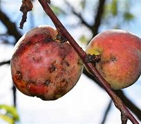 Image result for Peach Tree Diseases Leaves