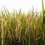 Image result for Rice Field Victor PNG