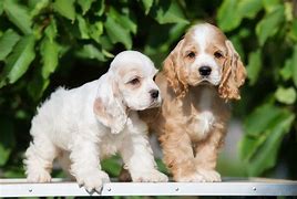 Image result for Small Cocker Spaniel Breeds