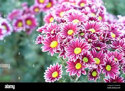 Image result for Flowe Macro