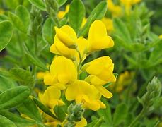 Image result for Genista Porlock Broom