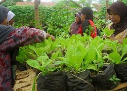 Image result for Pemanfaatan Lahan Pekarangan