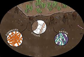 Image result for Soil Microbes