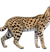 Image result for Serval Cat Tail