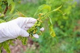 Image result for Peach Tree Diseases Leaves