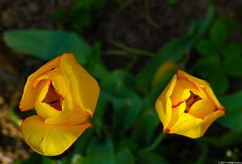 Image result for Spring Tulips