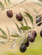 Image result for Mission Olive Tree Bear Fruit