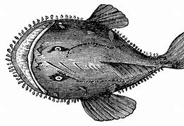 Image result for Lophius AmericanUS